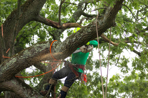 Trusted South San Francisco, CA Tree Care Experts