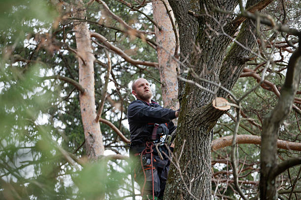 How Our Tree Care Process Works  in  South San Francisco, CA