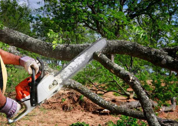 Best Tree and Shrub Care  in South San Francisco, CA